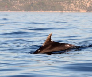 29.08.2015. Cres - Jato dupina na moru pred cresom privlaci paznju nauticara. Ilustracija
Photo: Goran Kovacic/PIXSELL