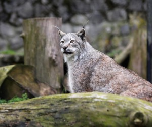 23.03.2017.Osijek.Hrvatska.Obilazak osjeckog zoo vrta.Ris
Photo: Marko Mrkonjic/PIXSELL