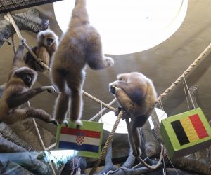 01.12.2022., Zagreb - U Zooloskom vrtu, u paviljonu Duh monsunskih suma ispred unutarnje nastambe gibona, prognoziran je pobjednik utakmice Hrvatske i Belgije na Svjetskom prvenstvu. Photo: Tomislav Miletic/PIXSELL