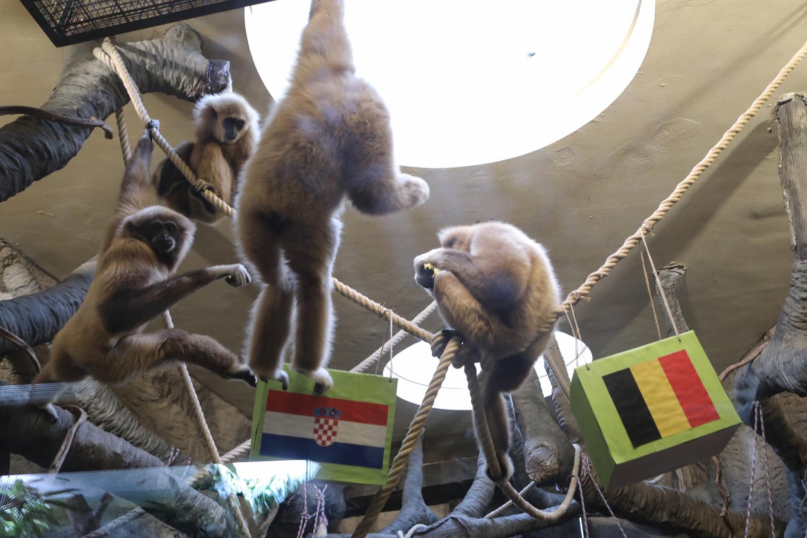 01.12.2022., Zagreb - U Zooloskom vrtu, u paviljonu Duh monsunskih suma ispred unutarnje nastambe gibona, prognoziran je pobjednik utakmice Hrvatske i Belgije na Svjetskom prvenstvu. Photo: Tomislav Miletic/PIXSELL
