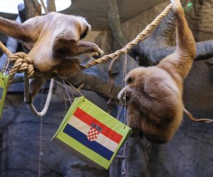 13.12.2022., Zagreb - U Zooloskom vrtu giboni su prognozirali pobjednika utakmice Hrvatske i Argentine na Svjetskom prvenstvu u Kataru. Photo: Tomislav Miletic/PIXSELL