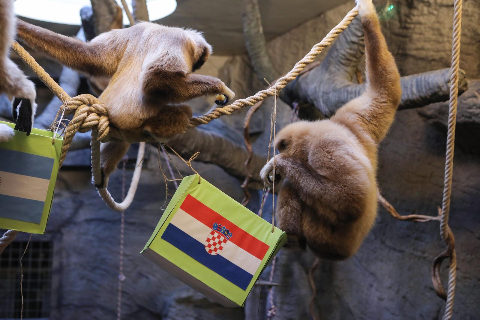 13.12.2022., Zagreb - U Zooloskom vrtu giboni su prognozirali pobjednika utakmice Hrvatske i Argentine na Svjetskom prvenstvu u Kataru. Photo: Tomislav Miletic/PIXSELL