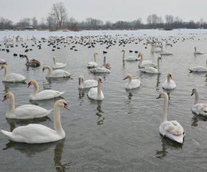 17.01.2017., Koprivnica - Na jezeru Soderica pronadjene su uginule ptice zarazene pticjom gripom, a medju ugrozenima su i labudovi. Djelatnici veterinarske sluzbe uklanjaju uginule ptice. "nPhoto: Damir Spehar/PIXSELL