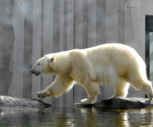 20.03.2018., Bec - U blizini dvorca Schonbrunn, nalazi se Tiergarten zooloski vrt. Posjetitelji vrta mogu vidjeti gotovo 700 zivotinjskih vrsta.
Photo: Borna Filic/PIXSELL