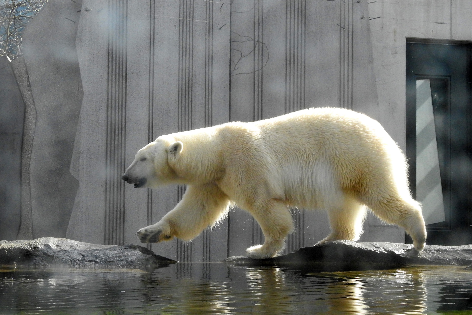 20.03.2018., Bec - U blizini dvorca Schonbrunn, nalazi se Tiergarten zooloski vrt. Posjetitelji vrta mogu vidjeti gotovo 700 zivotinjskih vrsta.
Photo: Borna Filic/PIXSELL