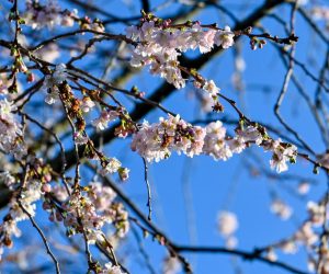 epa10387339 Cherry blossoms bloom on the Jasne Blonia in Szczecin, northwestern Poland, 03 January 2023, amid warm temperatures in the area.  EPA/Marcin Bielecki POLAND OUT