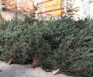 21.12.2022.,Sibenik-Kako se blizi Badnji Dan povecana je prodaja Bozicnih jelki.Potraznja je velika a cijena ista kao prosle godine.
  Photo: Dusko Jaramaz/PIXSELL