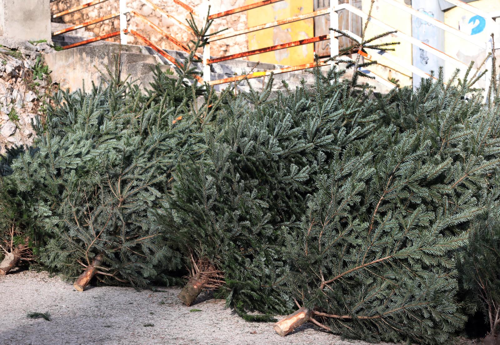 21.12.2022.,Sibenik-Kako se blizi Badnji Dan povecana je prodaja Bozicnih jelki.Potraznja je velika a cijena ista kao prosle godine.
  Photo: Dusko Jaramaz/PIXSELL