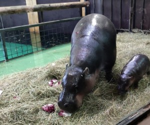 Press/Zoo Zagreb