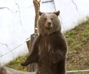 epa10378463 A brown bear stands next to a Santa Claus' snack gift in Zagreb's Zoo, Croatia, 26 December 2022.  EPA/ANTONIO BAT