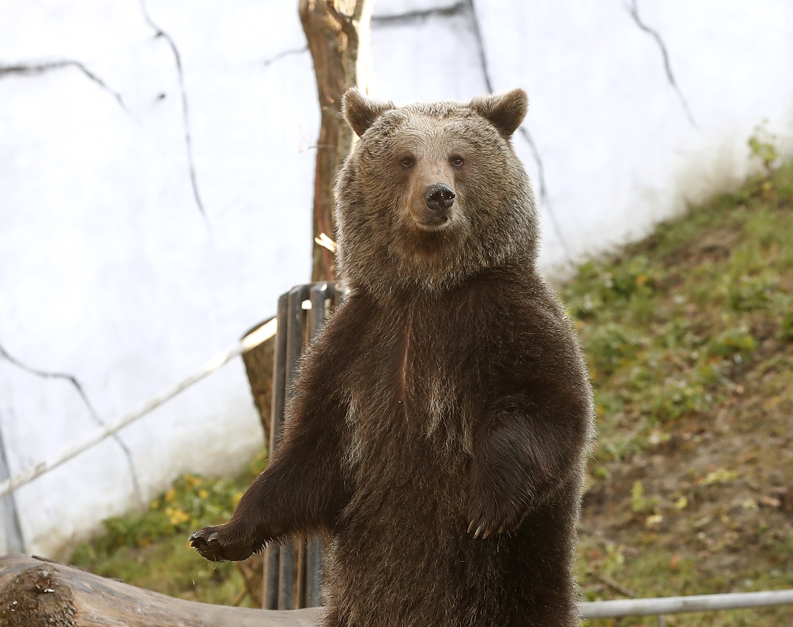 epa10378463 A brown bear stands next to a Santa Claus' snack gift in Zagreb's Zoo, Croatia, 26 December 2022.  EPA/ANTONIO BAT