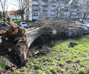 Zagreb, 04.02.2023. - Jak vjetar koji je jutros puhao na zagrebačkom području, srušio je stablo na Fallerovom šetalištu, koje je palo na parkirane automobile na kojima je napravljena materijalna šteta.
foto HINA/ Admir BULJUBAŠIĆ/ abu