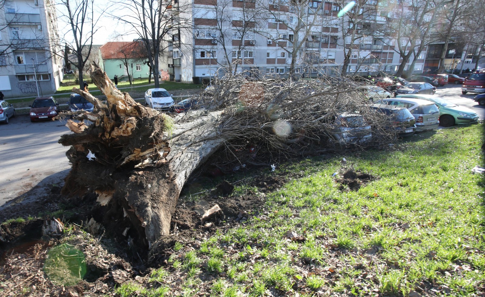 Zagreb, 04.02.2023. - Jak vjetar koji je jutros puhao na zagrebačkom području, srušio je stablo na Fallerovom šetalištu, koje je palo na parkirane automobile na kojima je napravljena materijalna šteta.
foto HINA/ Admir BULJUBAŠIĆ/ abu