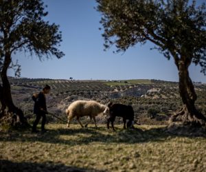 epa10474707 A boy herds sheep on the edge of a canyon created by a powerful earthquake that split an olive grove into two parts, near village of Tepehan, Turkey, 18 February 2023. More than 45,000 people have died and thousands more are injured after two major earthquakes struck southern Turkey and northern Syria on 06 February. Authorities fear the death toll will keep climbing as rescuers look for survivors across the region.  EPA/MARTIN DIVISEK