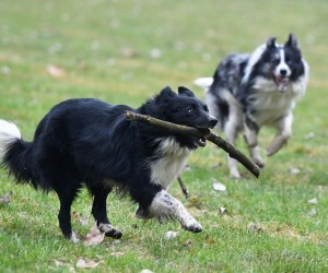23.02.2023., Cakovec- Granicni Koli (Border Collie) Oscar i Loki u igri po gradu.
  Photo: Vjeran Zganec Rogulja/PIXSELL
