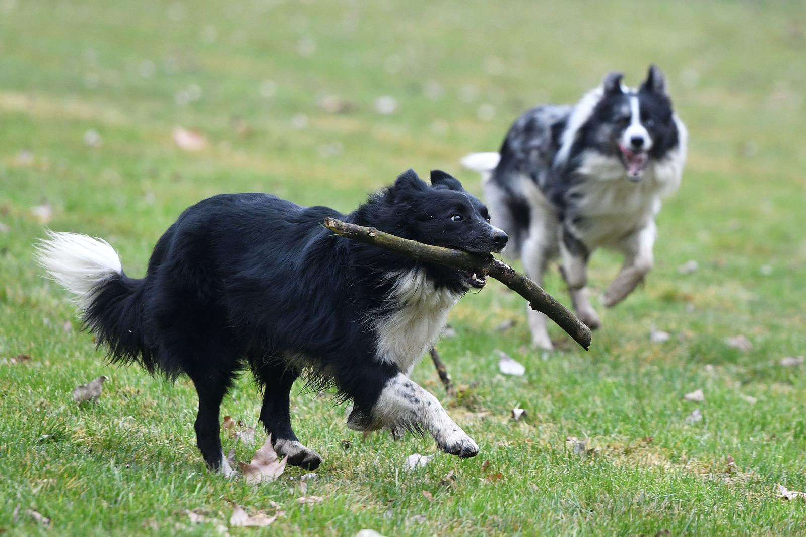 23.02.2023., Cakovec- Granicni Koli (Border Collie) Oscar i Loki u igri po gradu.
  Photo: Vjeran Zganec Rogulja/PIXSELL
