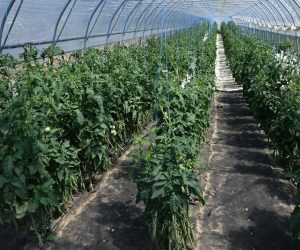 23.07.2022., Sveti Petar Cvrstec -  Projekt Vecernjeg lista Zlata vrijedan, za izbor najboljeg OPG-a u Hrvatskoj. Predstavnik Koprivnicko-krizevacke zupanije je OPG Biomara, a vlasnik je Zeljko Ilicic iz Zagreba. OPG se bavi biodinamickim uzgojem povrca i voca, a na nekoliko lokacija u Sv. Petru Cvrstecu nalaze se proizvodne plantaze  .  Photo: Damir Spehar/PIXSELL