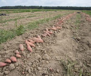 27.09.2016.,Sv. Ivan Zabno, Cirkvena -  Berba batata na plantazi Marijana Kuseca u Cirkveni. "nPhoto: Davor Puklavec/PIXSELL