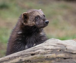 01.02.2023., Osijek - Gorska kuna ili Wolverin jedna od malobrojnih zivotinja osjeckog zoo vrt koja voli hladno vrijeme i zimu. Gorske kune rasprostranjene su na Aljasci, u Kanadi, Sibiru, Skandinaviji. Wolverine imaju veliki radijus kretanja, mogu putovati i do 40 milja na dan. Neustrasive su i prozdrljive prirode, njihova prehrana se sastoji uglavnom od mesa jelena, zeca, glodavaca, ptica. Photo: Davor Javorovic/PIXSELL