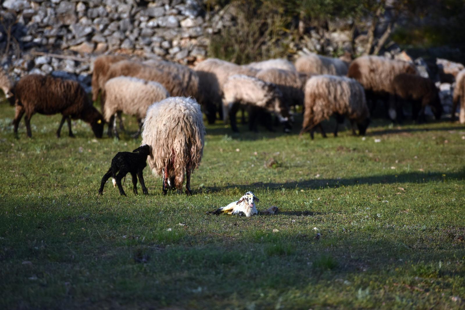 01.05.2020., Sibenik - Na pasnjaku u Dubravi kod Sibenika ovca ojanjila dva janjeta koji su odmah napravili prve korake.rPhoto: Hrvoje Jelavic/PIXSELL