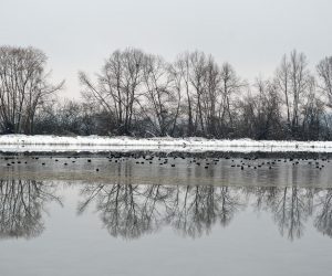 02.02.2014., Crna Mlaka - rPovodom Medjunarodnog dana mocvara i mocvarnih stanista organizirano je promatranje ptica u Posebnom orintoloskom rezervatu Crna Mlaka u suradnji sa Drzavnim zavodom za zastitu prirode.rPhoto: Nina Djurdjevic/PIXSELL