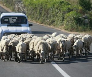 19.06.2009., Pag - Stado ovaca koje kao da pase asfalt, simbolicno prikazuje ugrozenost biljnoga svijeta u Hrvatskoj uzrokovano masovnom gradnjom apartmana na obali i otocima. Hoce li jednoga dana na meniju paskih ovaca ostati samo asfalt, ovisi o ljudima, ali nemojmo se jednogs dana cuditi sto paska janjetina nije kao sto je nekad bila.rPhoto: Marin Tironi/24sata