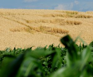 28.06.2010., Sveti Martin na Muri - U polju zita izmedju Donjeg Koncovscaka i Svetog Martina na Muri nastalo je misterioznih 11 velikih i dva mala kruga koji su medjusobno povezani i cine kriz.rPhoto: Marko Jurinec/PIXSELL