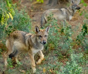 25.08.2022., Osijek - U osjeckom Zoo vrtu ove godine mnoge zivotinje dobile su podmladak. Tako je zooloski vrt bogatiji za osam vucica, dvije antilope i malu devu. Photo: Dubravka Petric/PIXSELL