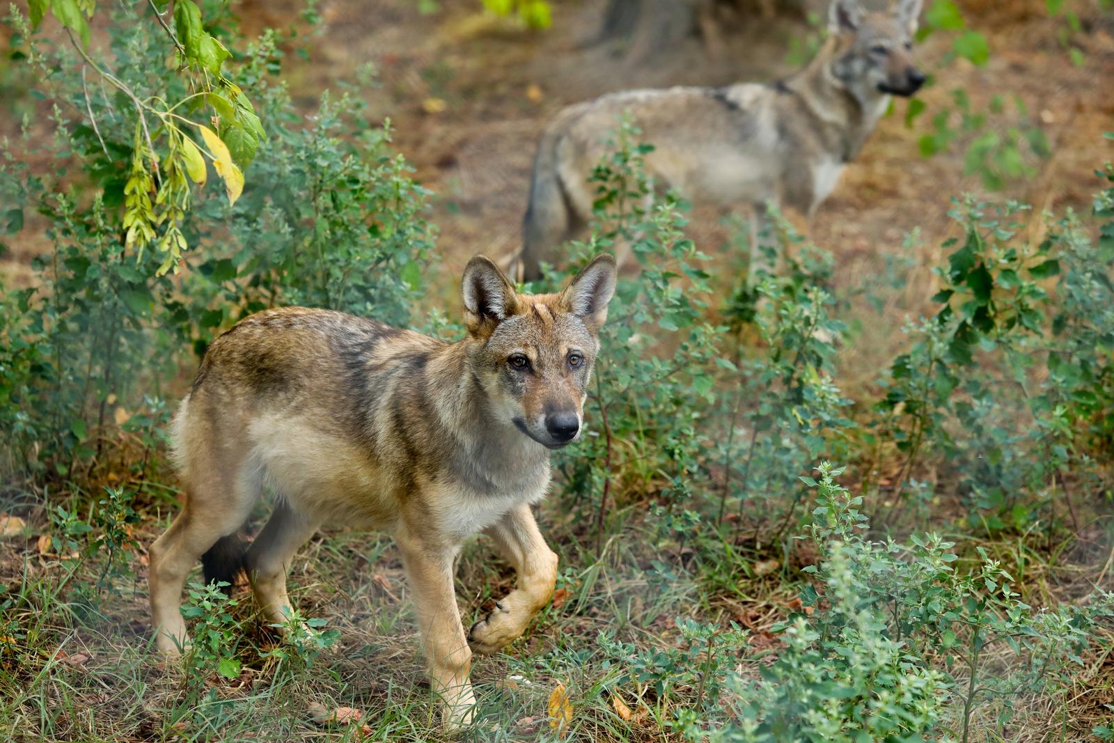 25.08.2022., Osijek - U osjeckom Zoo vrtu ove godine mnoge zivotinje dobile su podmladak. Tako je zooloski vrt bogatiji za osam vucica, dvije antilope i malu devu. Photo: Dubravka Petric/PIXSELL