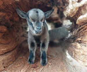 Zagreb, 7.4.2023.- Zagrebaèki Zooloki vrt bogatiji je za jare koje je na svijet u èetvrtak donijela njihova patuljasta koza Elena, izvijestili su iz ZOO-a u petak. 
foto HINA/ Zooloki vrt Grada Zagreba/ ua