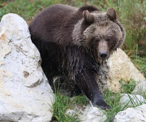 15.11.2022., Zagreb - Novi stanovnici zagrebackog zooloskog vrta, medvjedici Albert i Kveta. Photo: Marko Prpic/PIXSELL