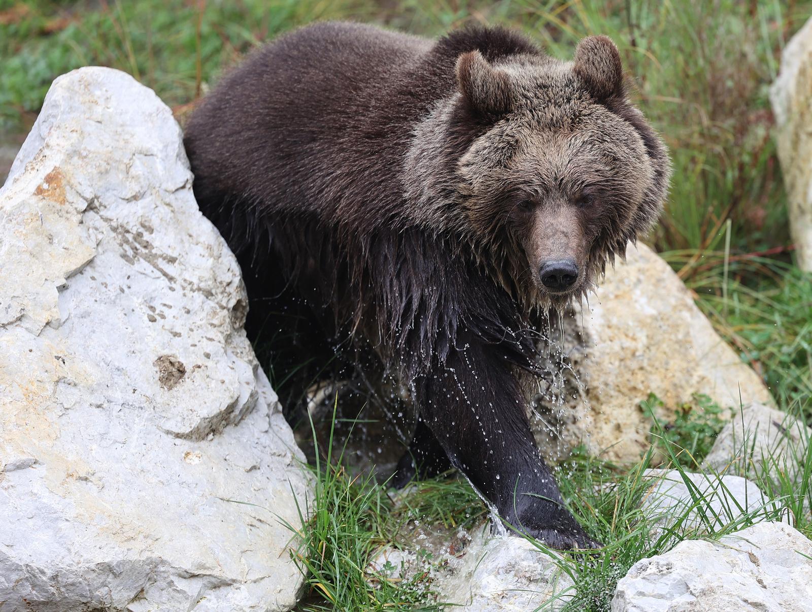 15.11.2022., Zagreb - Novi stanovnici zagrebackog zooloskog vrta, medvjedici Albert i Kveta. Photo: Marko Prpic/PIXSELL