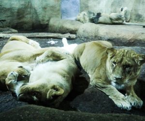 24.11.2020., Zagreb - Zagrebacki ZOO vrt okicen s nekoliko tisuca lampica. Photo: Emica Elvedji/PIXSELL