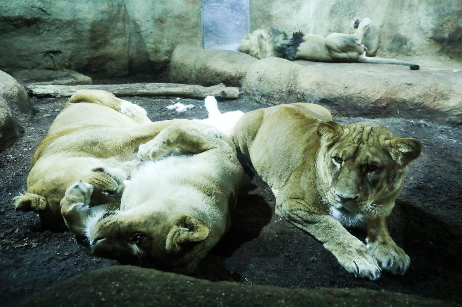 24.11.2020., Zagreb - Zagrebacki ZOO vrt okicen s nekoliko tisuca lampica. Photo: Emica Elvedji/PIXSELL