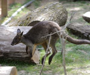 Kangaroo enjoys in empty ZagrebÕs Zoo during the 50th anniversary of World Earth Day in Zagreb, 22 April 2020. The wild animals enjoy without visitors in ZagrebÕs Zoo during the lockdown many activities caused by Coronavirus COVID-19.
EPA-EFE  ANTONIO BAT