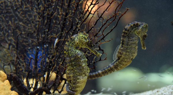 Aquarium u Puli 10.12.2018., Pula - U Aquariumu Pula na jedinstven nacin se spaja bogatstvo Jadrana sa stoljetnom vojnom povijescu Pule. Akvarij je smjesten u 130 godina staroj utvrdi Verudela, dijelu nekada mocnog obrambenog sklopa austrougarske Tvrdjave Pula. Utvrdu danas nastanjuju stotine vrsta riba sjevernog i juznog Jadrana te nekoliko vrsta iz tropskih morskih i slatkih voda kao i ribe hrvatskih rijeka i jezera. Morski konjicrPhoto: Dusko Marusic/PIXSELL