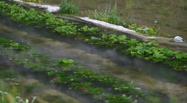 17.05.2023., Vrgorac - Zbog obilnih kisa u potpunosti su poplavljena polja Vrgorackog kraja kao i nasadi jagoda. Photo: Matko Begovic/PIXSELL