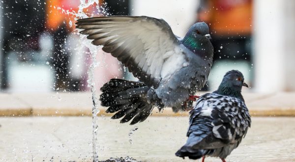 20.02.2023., Pula - 
Golubovi dolaze na fontanu kako bi se okupali ili utazili zedj. Photo: Srecko Niketic/PIXSELL