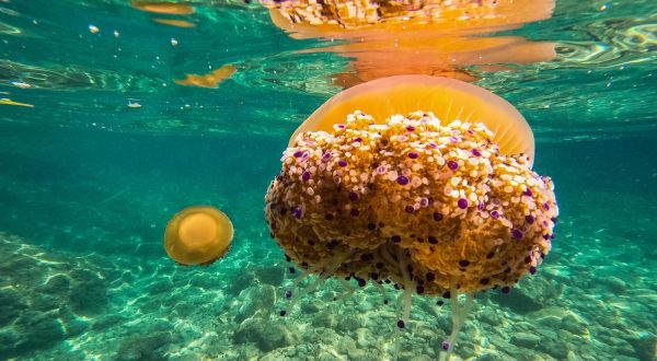 30.08.2022..,Pula - 
U Pulskom podrucju pojavile su se mediteranske meduze (Cotylorhiza tuberculata) pojava mladih jedinki ove endemske vrste Sredozemlja uobicajena je tijekom mjeseca srpnja, a do kraja kolovoza odrastaju te razvijaju promjer klobuka do oko 40 cm.   Mediteranska meduza nije opasna  za ljude . Njeno zvono nalikuje na przeno jaje na oko pa je zboj toga na engleskom govornom podrucju zovu “fried egg jellyfish”. Photo: Srecko Niketic/PIXSELL