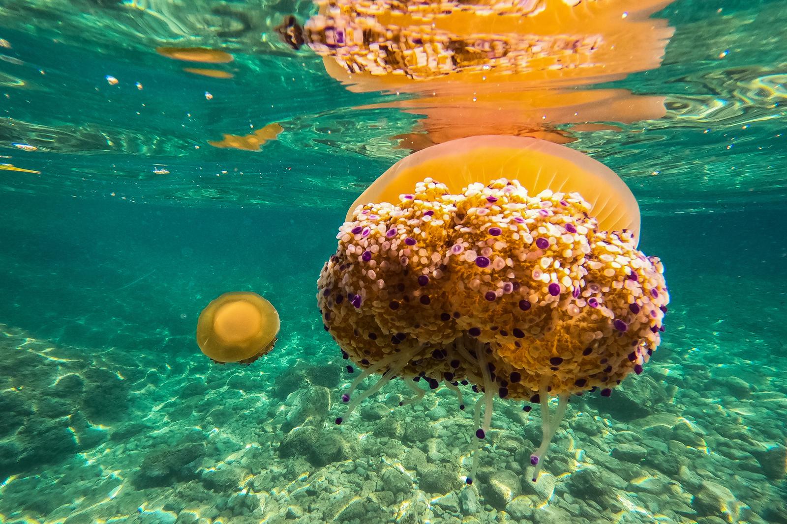 30.08.2022..,Pula - 
U Pulskom podrucju pojavile su se mediteranske meduze (Cotylorhiza tuberculata) pojava mladih jedinki ove endemske vrste Sredozemlja uobicajena je tijekom mjeseca srpnja, a do kraja kolovoza odrastaju te razvijaju promjer klobuka do oko 40 cm.   Mediteranska meduza nije opasna  za ljude . Njeno zvono nalikuje na przeno jaje na oko pa je zboj toga na engleskom govornom podrucju zovu “fried egg jellyfish”. Photo: Srecko Niketic/PIXSELL