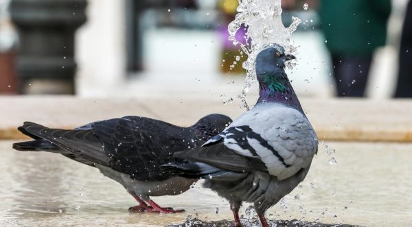 20.02.2023., Pula - 
Golubovi dolaze na fontanu kako bi se okupali ili utazili zedj. Photo: Srecko Niketic/PIXSELL