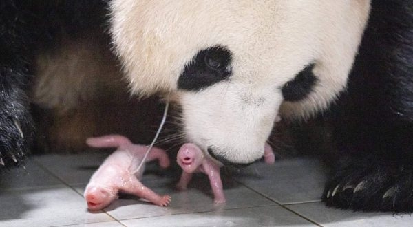 epa10738611 A handout photo made available by Samsung C&T Corp. shows 9-year-old giant panda Ai Bao and two giant pandas, both female, that were born to her and her partner, 10-year-old Le Bao, at the amusement park in Yongin, South Korea, 07 July 2023 (issued 11 July 2023). The birth marked the first time twin baby pandas have been born in South Korea. The giant pandas came from China to South Korea in March 2016 for joint research on the endangered species under an agreement between the two countries.  EPA/Samsung C&T Corp. / HANDOUT SOUTH KOREA OUT HANDOUT EDITORIAL USE ONLY/NO SALES