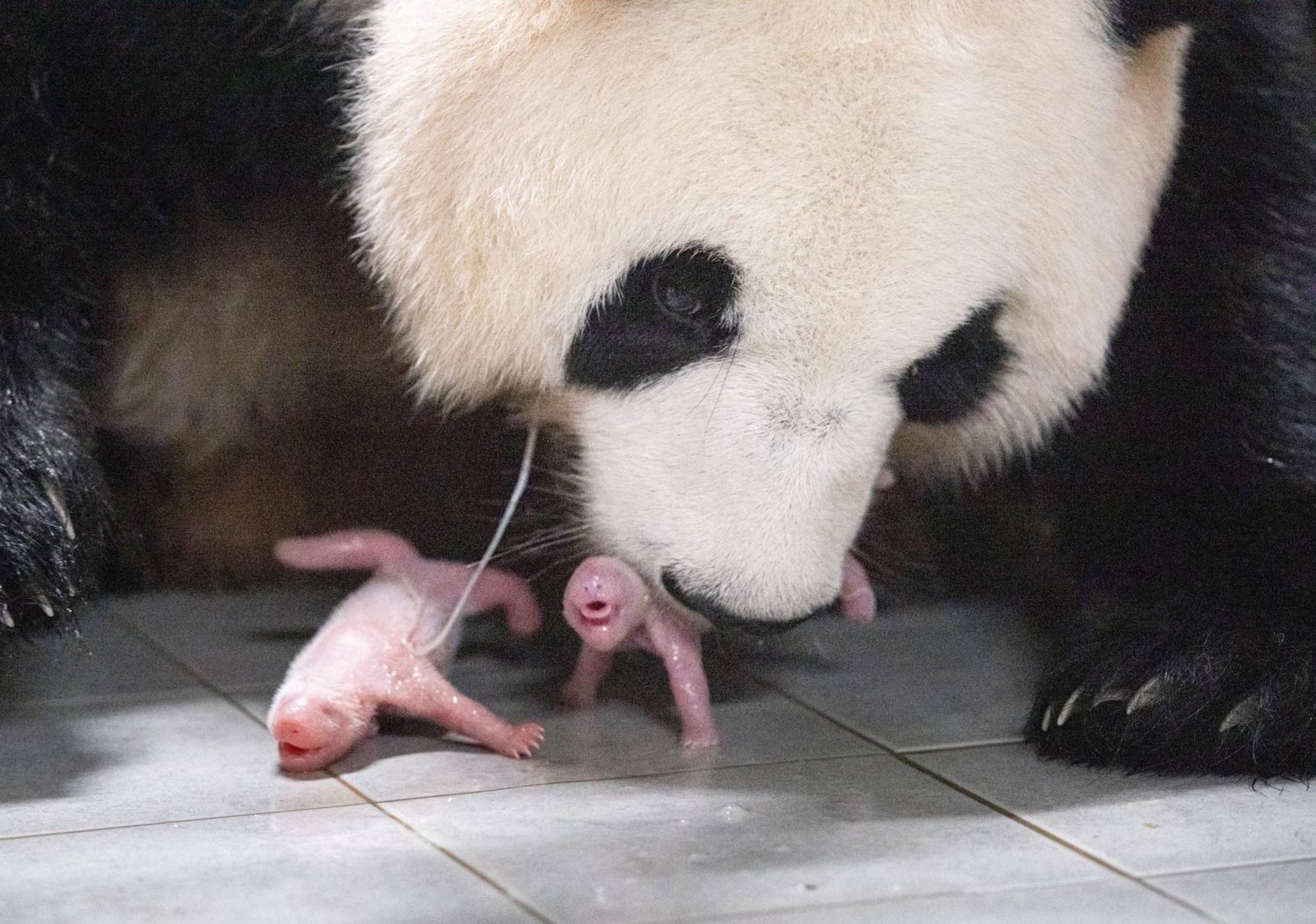 epa10738611 A handout photo made available by Samsung C&T Corp. shows 9-year-old giant panda Ai Bao and two giant pandas, both female, that were born to her and her partner, 10-year-old Le Bao, at the amusement park in Yongin, South Korea, 07 July 2023 (issued 11 July 2023). The birth marked the first time twin baby pandas have been born in South Korea. The giant pandas came from China to South Korea in March 2016 for joint research on the endangered species under an agreement between the two countries.  EPA/Samsung C&T Corp. / HANDOUT SOUTH KOREA OUT HANDOUT EDITORIAL USE ONLY/NO SALES
