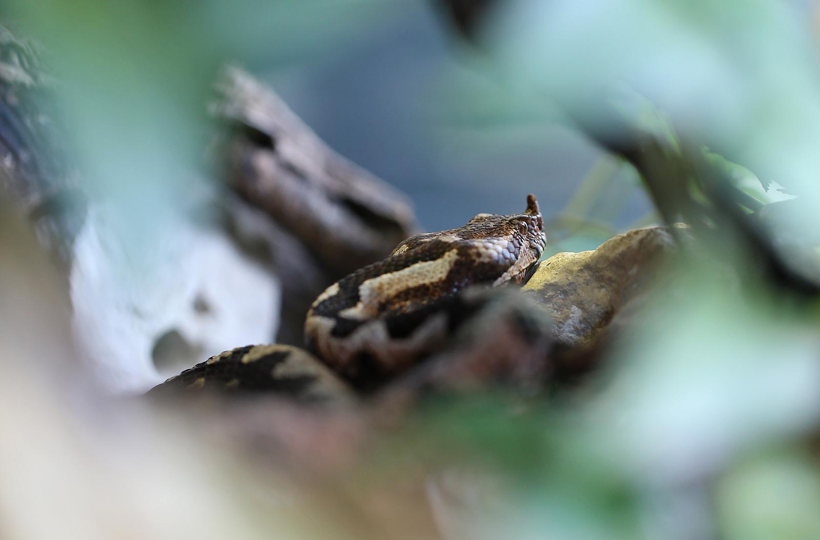 04.08.2013., Maksimir, Zagreb - I zivotinje tesko podnose vrucine u Zooloskom vrtu grada Zagreba. Poskok. rPhoto: Igor Kralj/PIXSELL