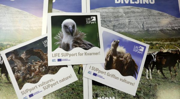 06.07.2023., Rijeka - Predstavljanje projekta LIFE SUPport - osiguravanje buducnosti za bjeloglave supove u Hrvatskoj, koji provodi udruga BIOM zajedno sa partnerima: Javnom ustanovom Priroda, Poljoprivrednom zadrugom Otok Krk, HEP-om i Upravom za zastitu prirode. Govorili su: Dubravko Dender, Irena Juric, Karla Skorjanc, Marta Malenica Cepelak i Zrinka Domazetovic. Photo: Goran Kovacic/PIXSELL