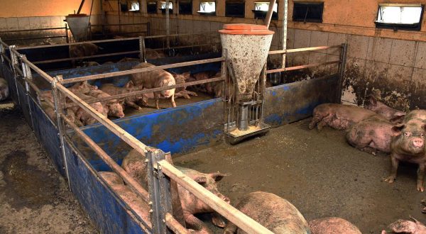 12.02.2020., Donja Vrba - Zbog velike nestasice prasadi na trzistu svinjogojci su zabrinuti za opstanak proizvodnje, vlastitih farmi i OPG-ova."nPhoto: Ivica Galovic/PIXSELL