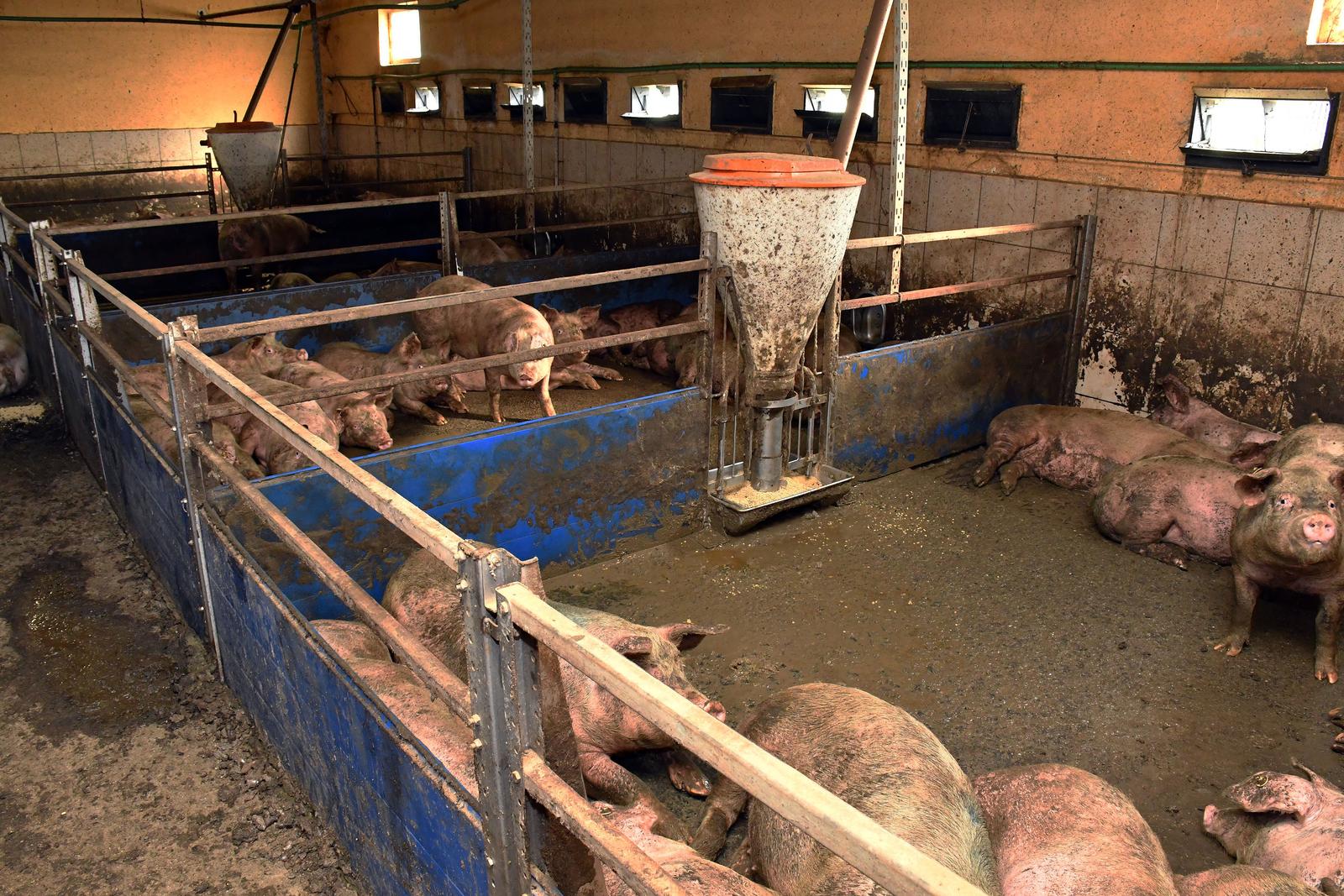 12.02.2020., Donja Vrba - Zbog velike nestasice prasadi na trzistu svinjogojci su zabrinuti za opstanak proizvodnje, vlastitih farmi i OPG-ova."nPhoto: Ivica Galovic/PIXSELL