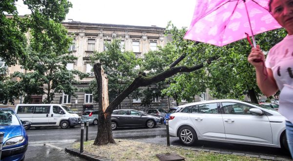 12.07.2023.., Zagreb - U Ulici Pavla Hatza rascijepilo se drvo. 

 Photo: Slavko Midzor/PIXSELL