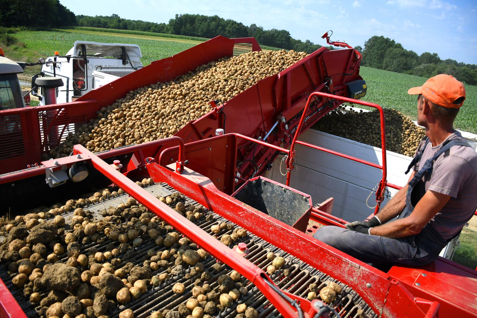 20.07.2023., Garesnica  -  Na OPG-u Agro Puskaric iz Kaniske Ive na proizvodnim povrsinama od 300-ak hektara, pocelo je strojno vadjenje krumpira i to na najsuvremeniji nacin u Hrvatskoj. Nakon lanjske katastrofalne godine po prinosima, ova naslucuje na bolji urod, ali proizvodjaci kazu, mnogo manji od rekordnih godina.  Photo: Damir Spehar/PIXSELL