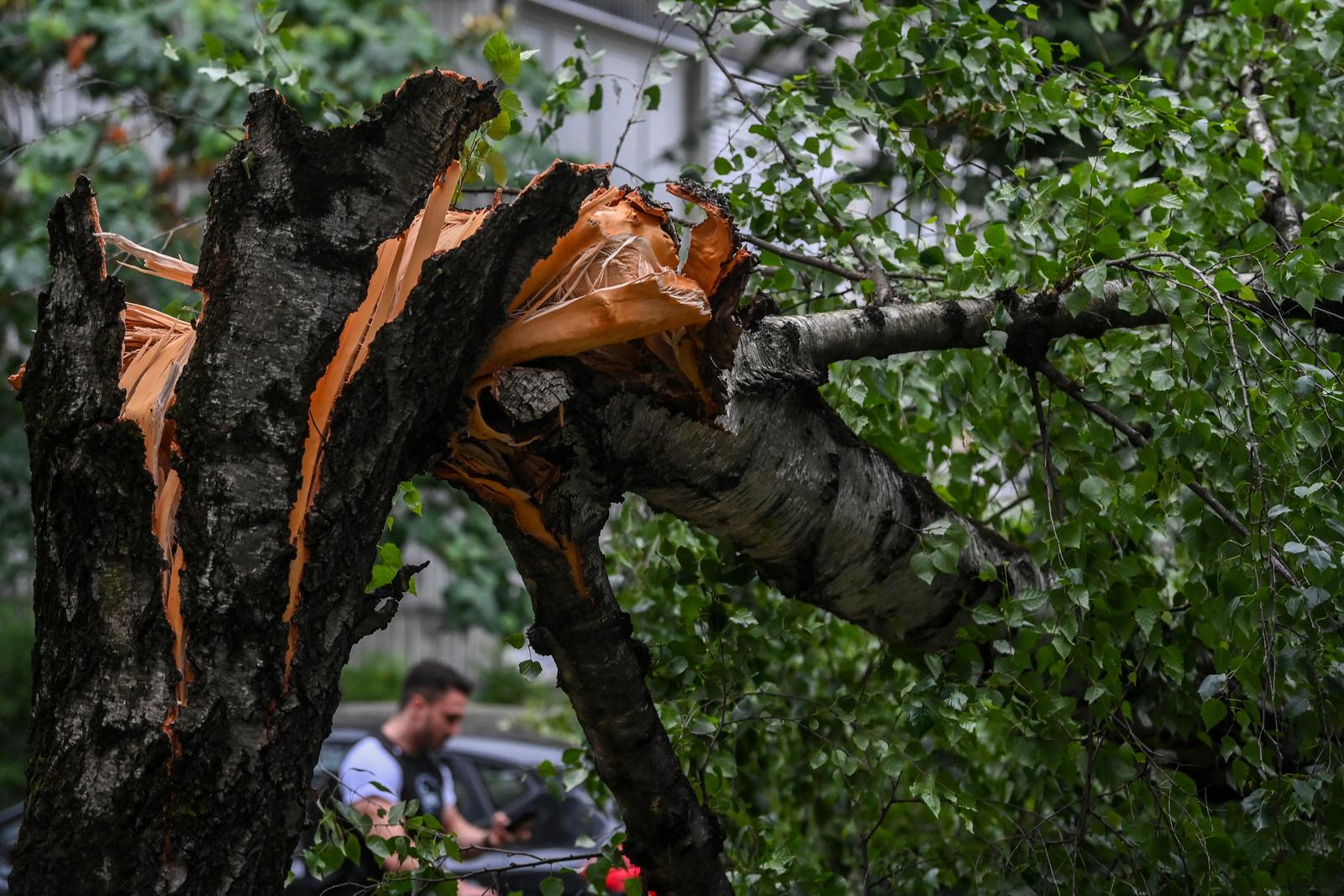 23.06.2023.,Zagreb - Olujni vjetar srusio  stablo u Ulici Ante Jaksica  , tri automobila ostecena   Photo: Igor Soban/PIXSELL